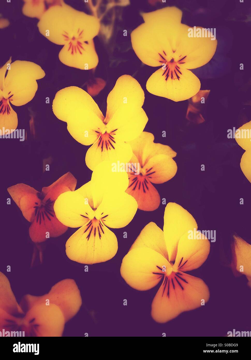 Gelben Stiefmütterchen Blüten Stockfoto