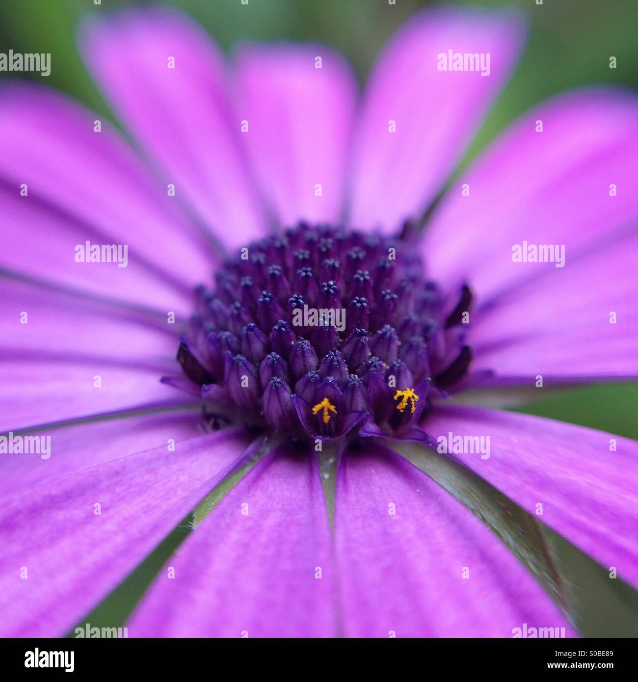 Makro einer lila Osteospermum Fructicosum Blume Stockfoto