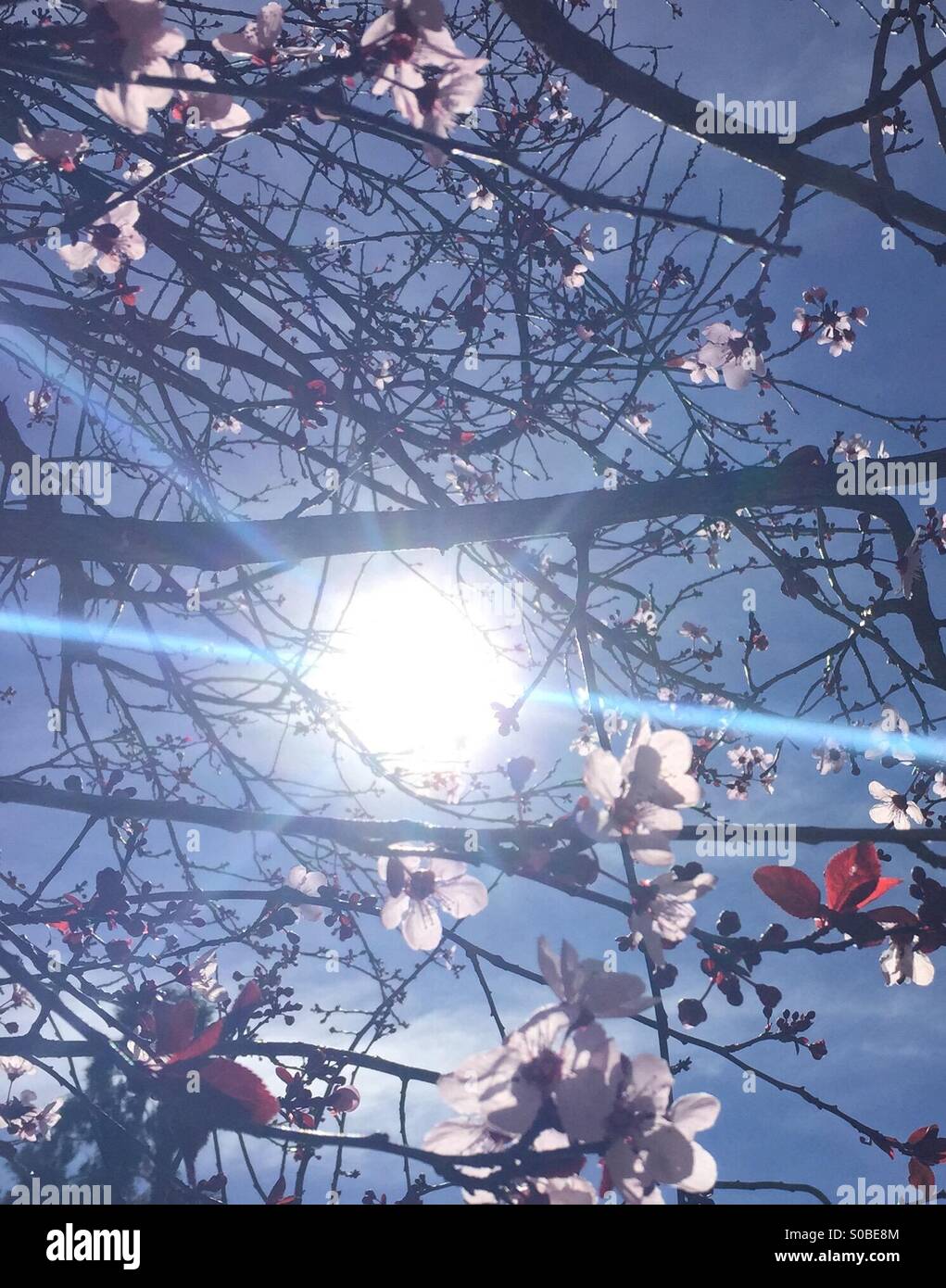 Sonnenstrahlen durch einen Baum, Kirschblüte Stockfoto