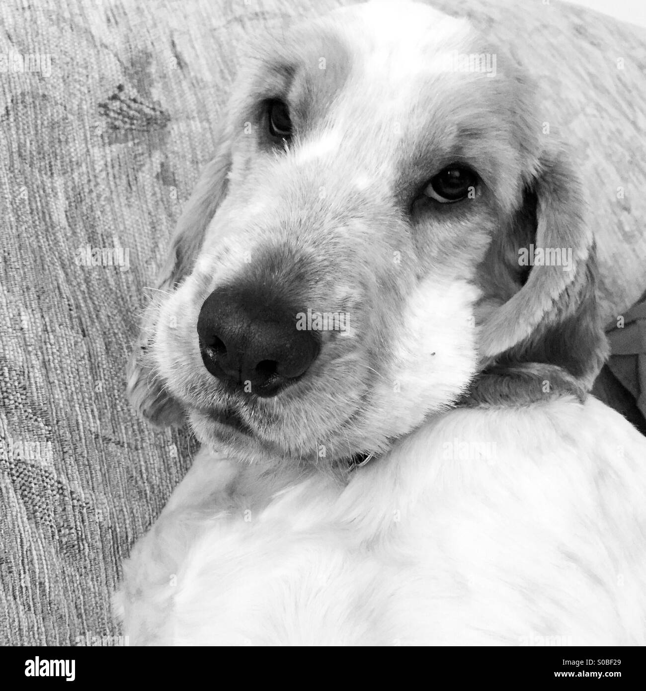 Cocker spaniel - Smartphone-aufgenommenes Stockfoto