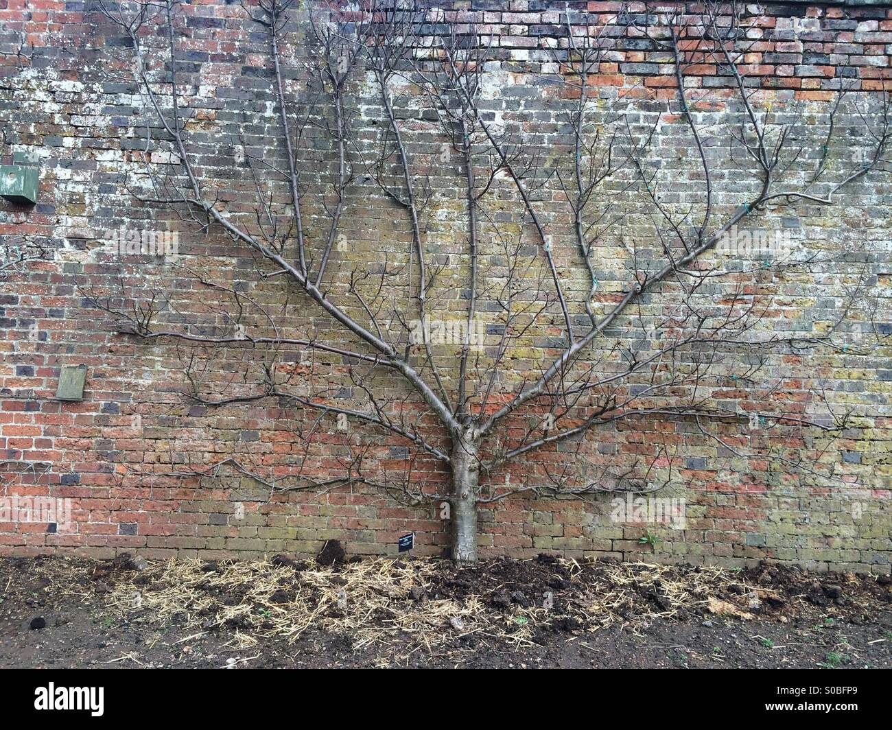 Birnbaum und Wand Stockfoto