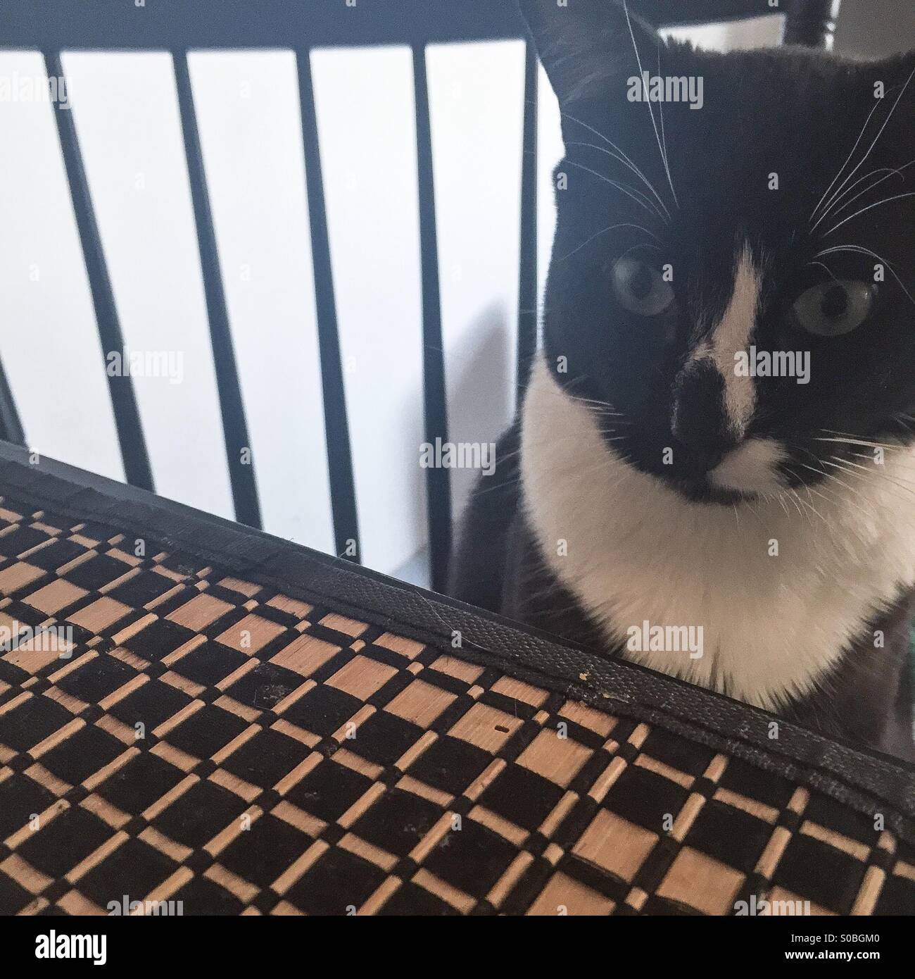 Katze sitzt auf dem Stuhl vor einem Küchentisch. Stockfoto