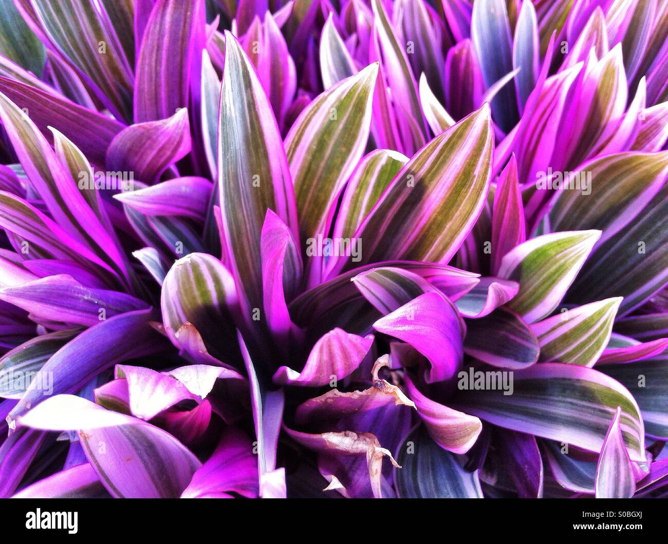lila Blätter wenn tropische Tradescantia in Hawaii Werk Stockfoto