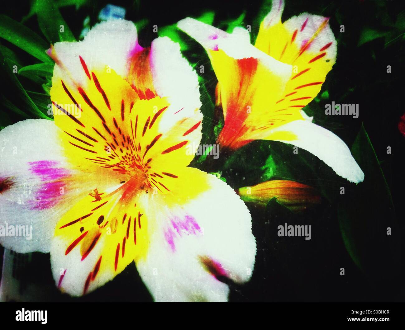 Tiger Lily Blumen Stockfoto