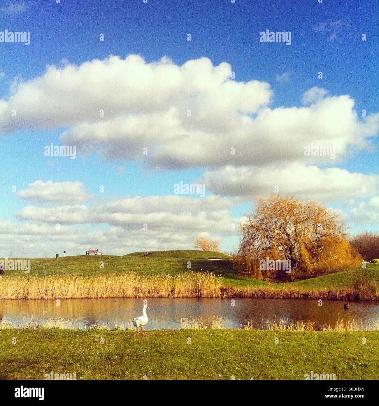 Eine Gans an einem Teich an einem sonnigen Tag mit blauem Himmel und weißen flauschigen Wolken. - Smartphone-aufgenommenes Stockfoto