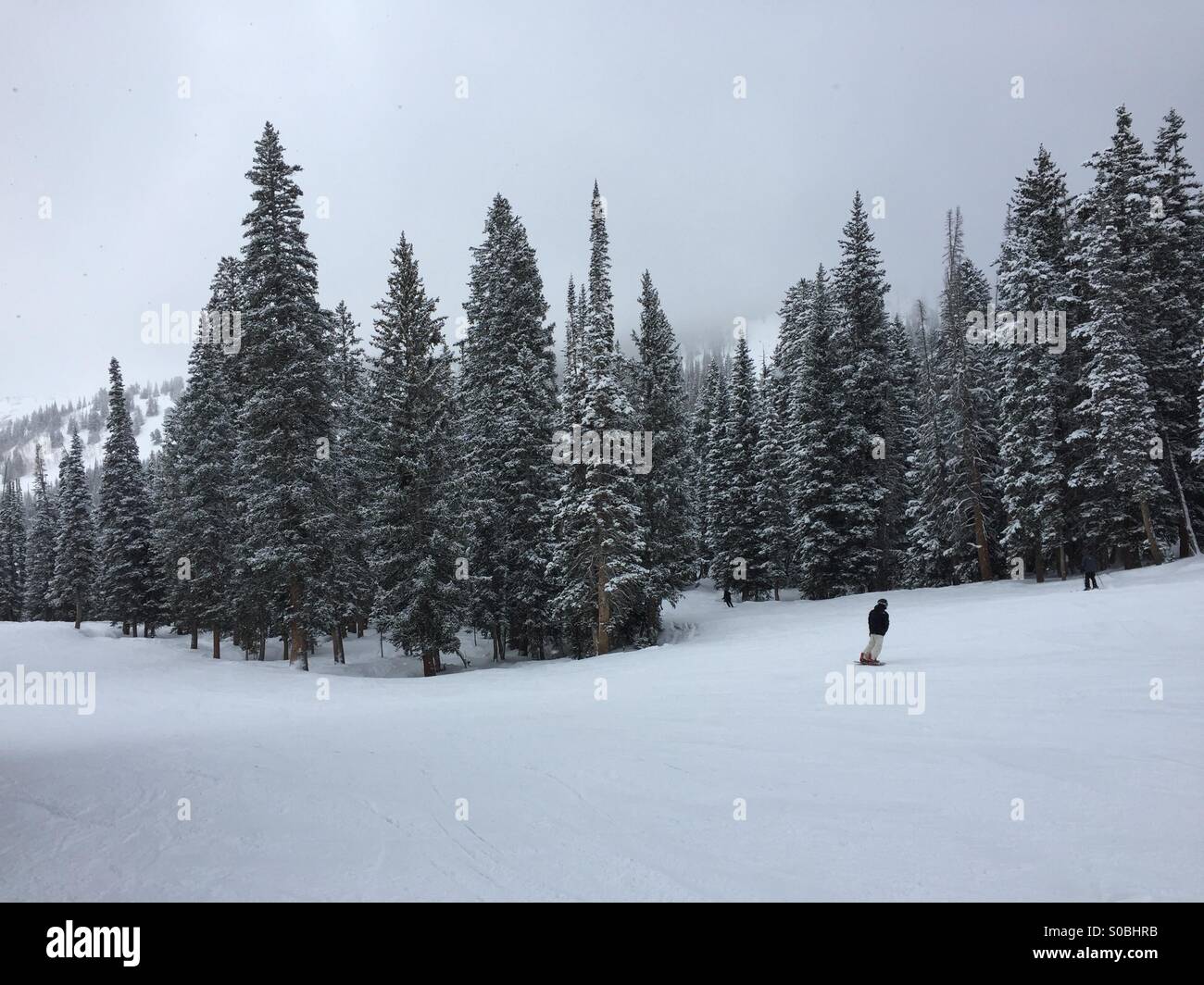 Ein einsamer Snowboarder pflügt durch frischen Pulverschnee in Utah. Stockfoto