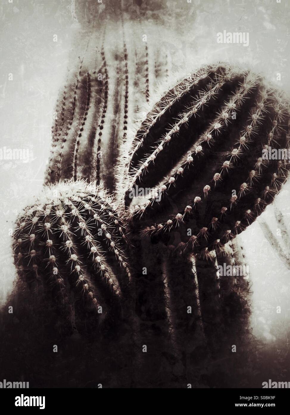 Arizona Saguaro Kaktus Stockfoto