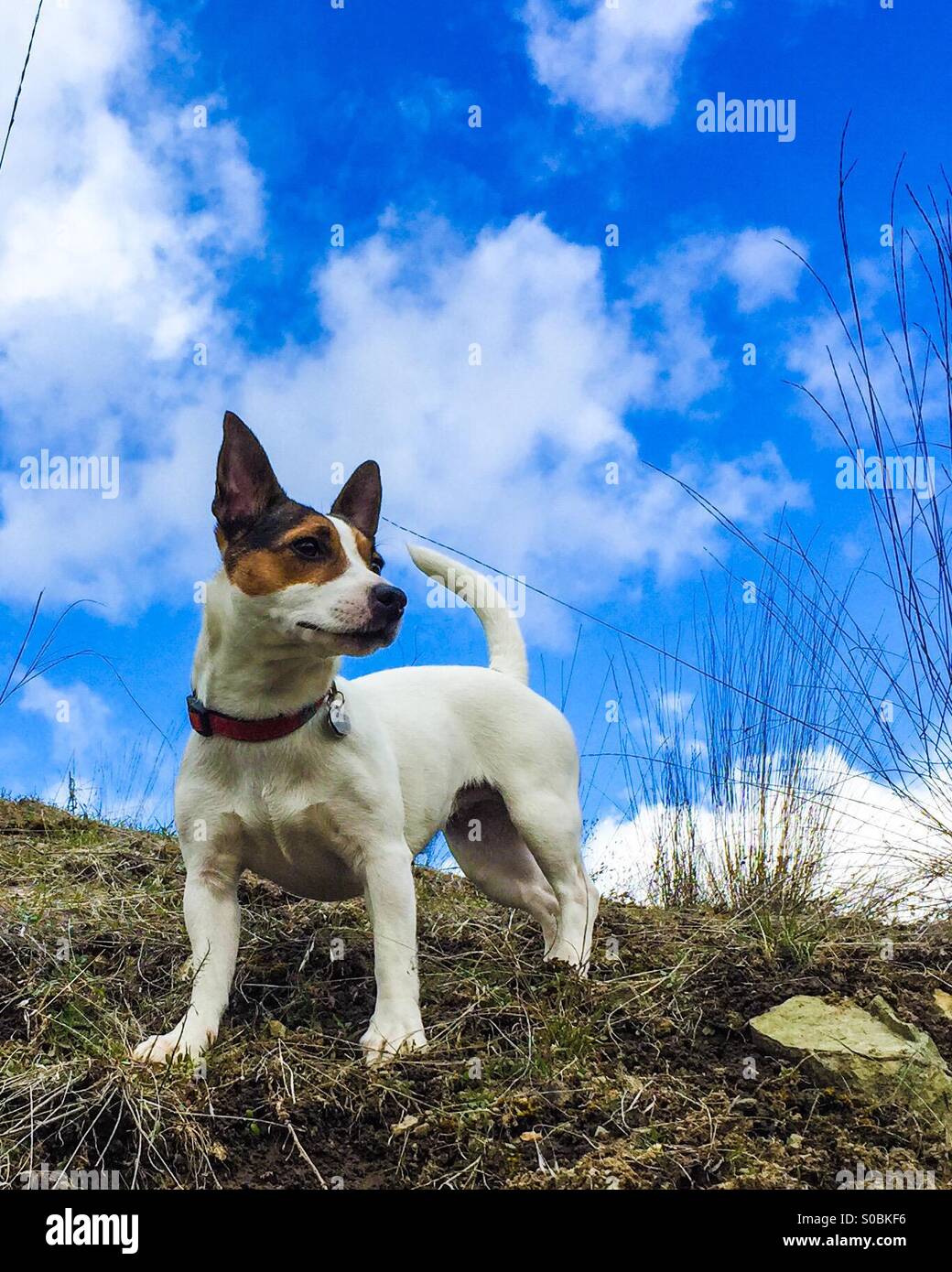 Passen Sie Hund stehen im Freien unter blauem Himmel. Stockfoto