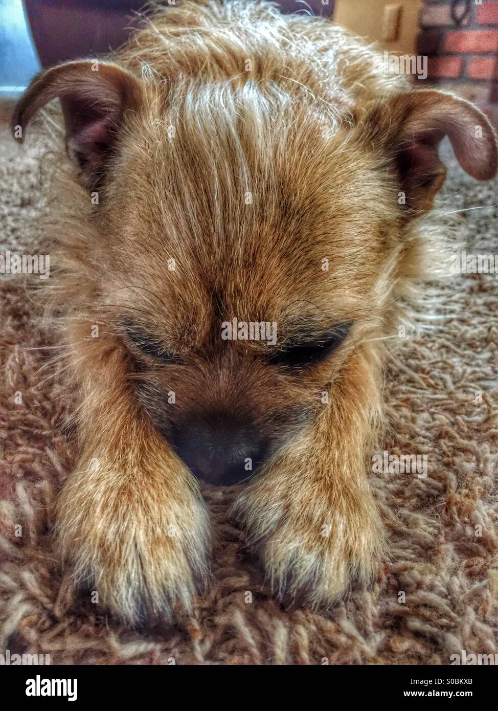 Super süße Border Terrier Chihuahua Mix ruht auf Teppich. Phoenix, Arizona USA Stockfoto