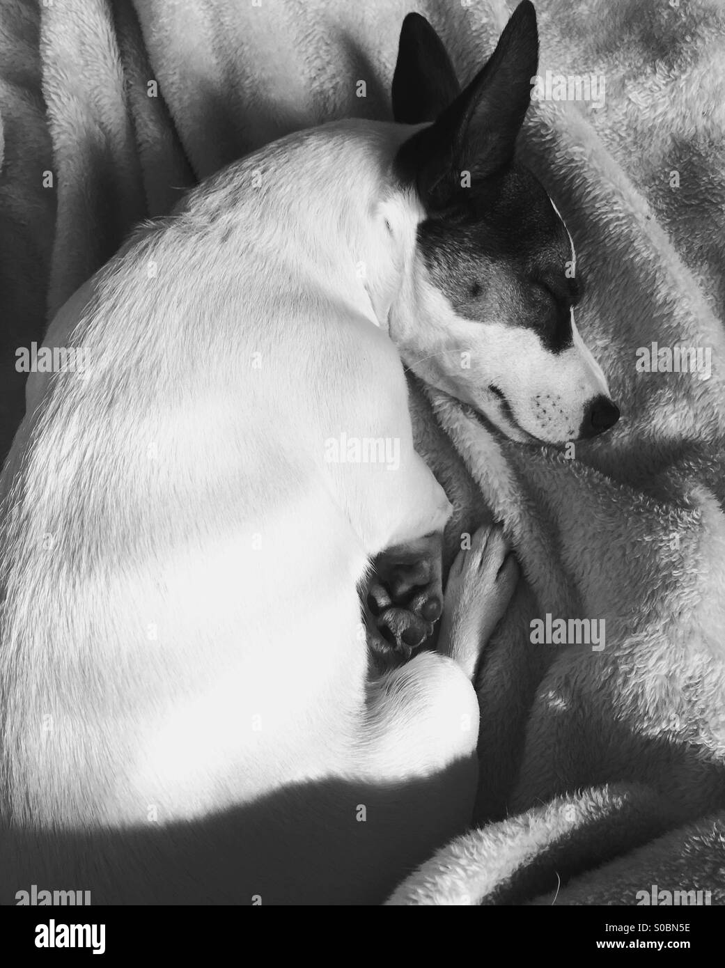 Hund schläft; in schwarz und weiß. - Smartphone-aufgenommenes Stockfoto