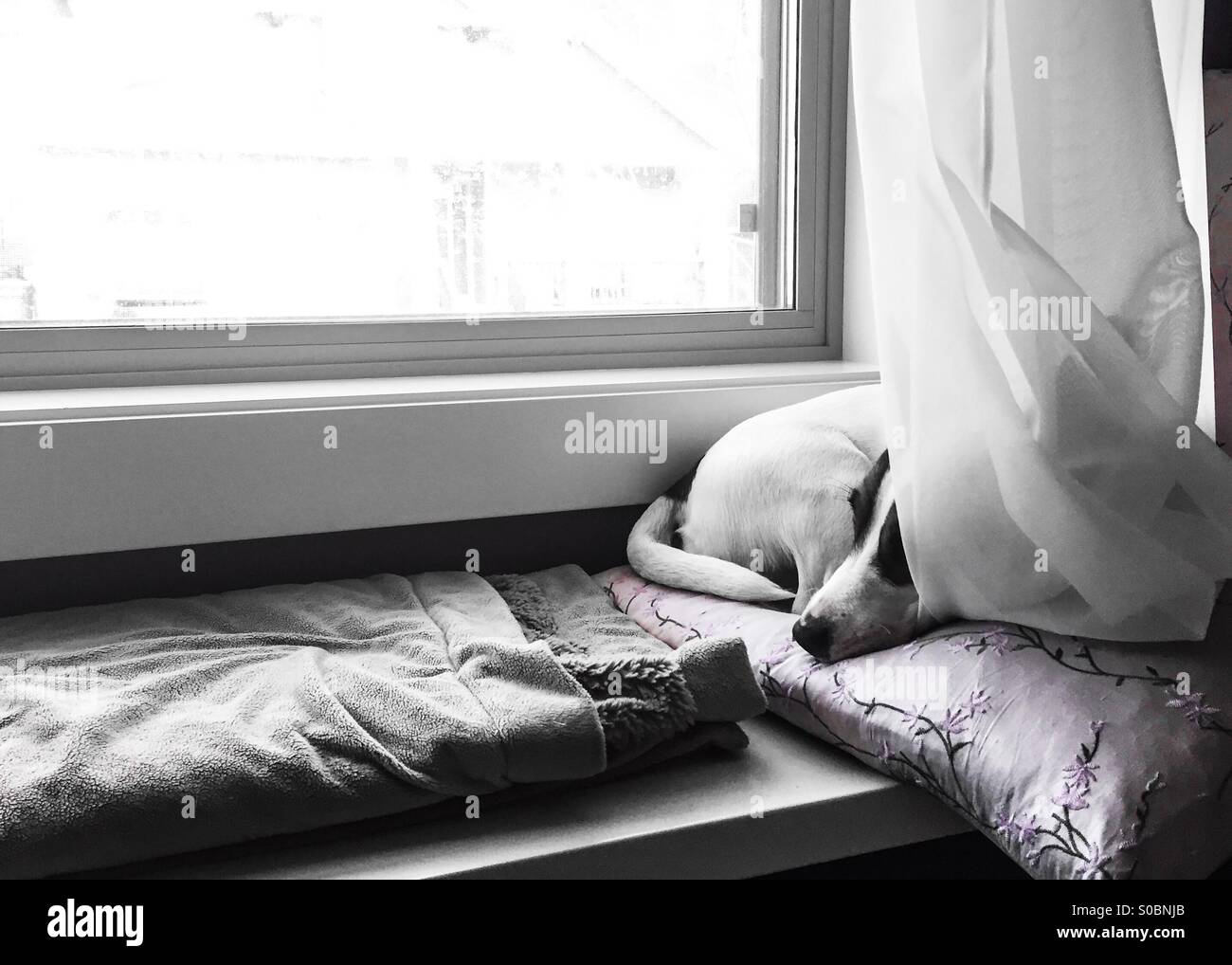 Hund auf einen Fensterplatz, zusammengerollt auf einem Kissen ruhen. - Smartphone-aufgenommenes Stockfoto