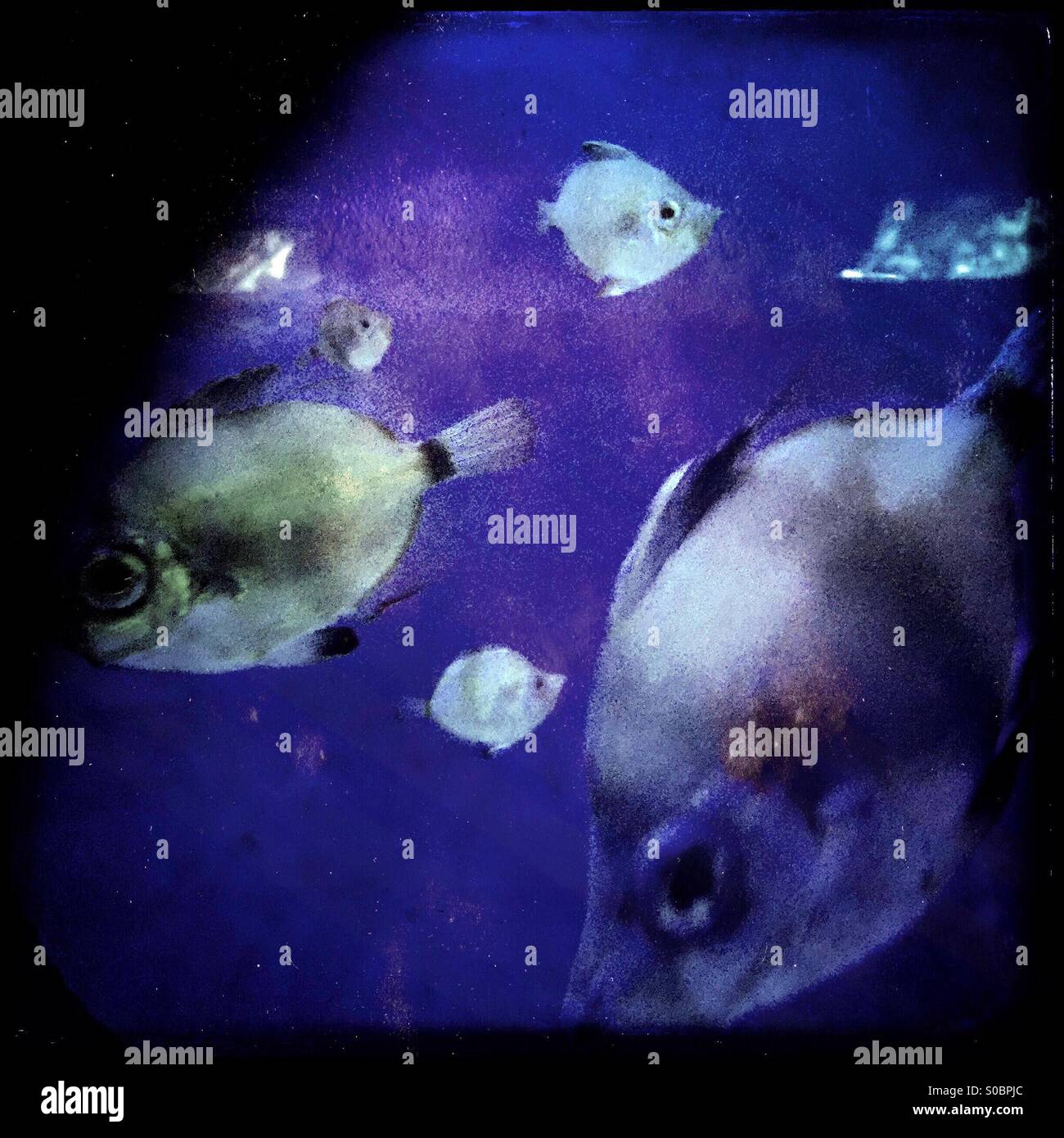 Fische in Aquarien - Smartphone-aufgenommenes Stockfoto