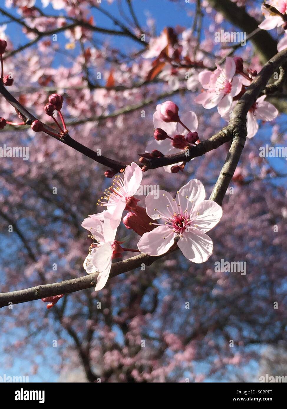 Hübsche rosa Kirschblüten auf einem Ast vor einem blauen Himmel. Stockfoto