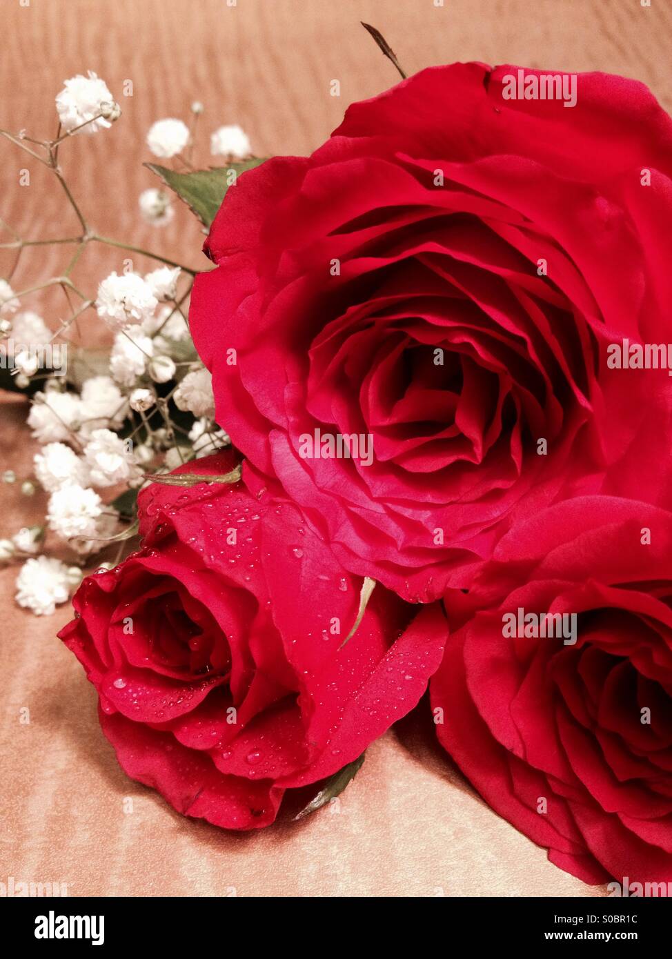 Drei rote Rosen mit Schleierkraut auf Goldgrund - Smartphone-aufgenommenes Stockfoto