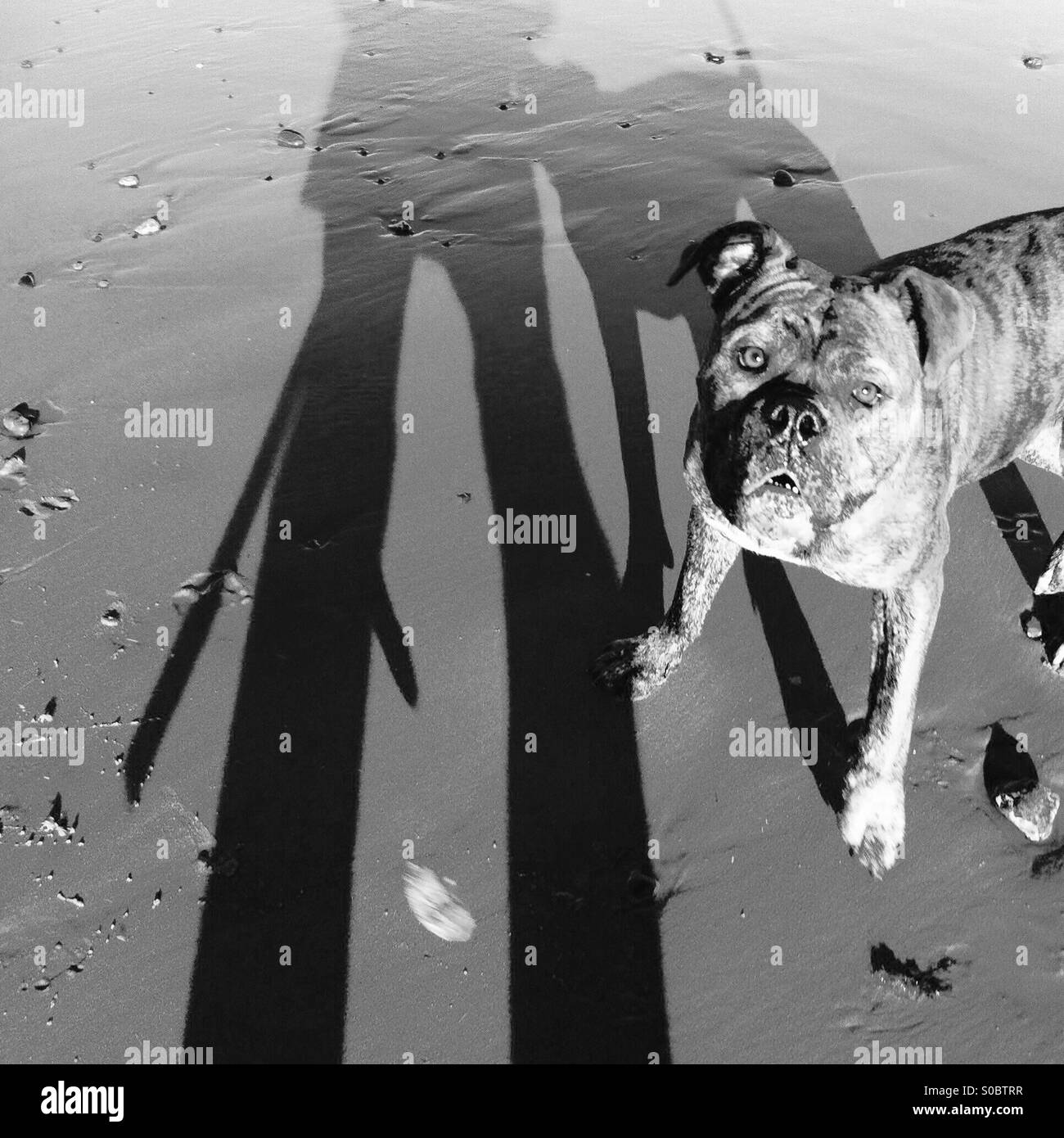 Spaziergang mit dem Hund am Strand. Stockfoto