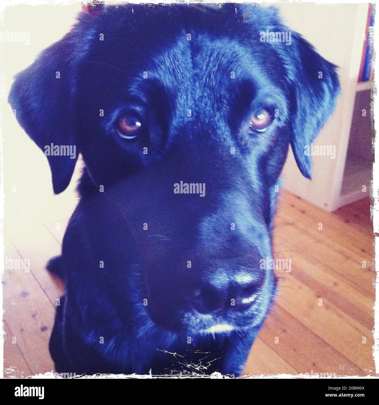 Hund Schläft Mit Offenen Augen Offene augen -Fotos und -Bildmaterial in hoher Auflösung – Alamy
