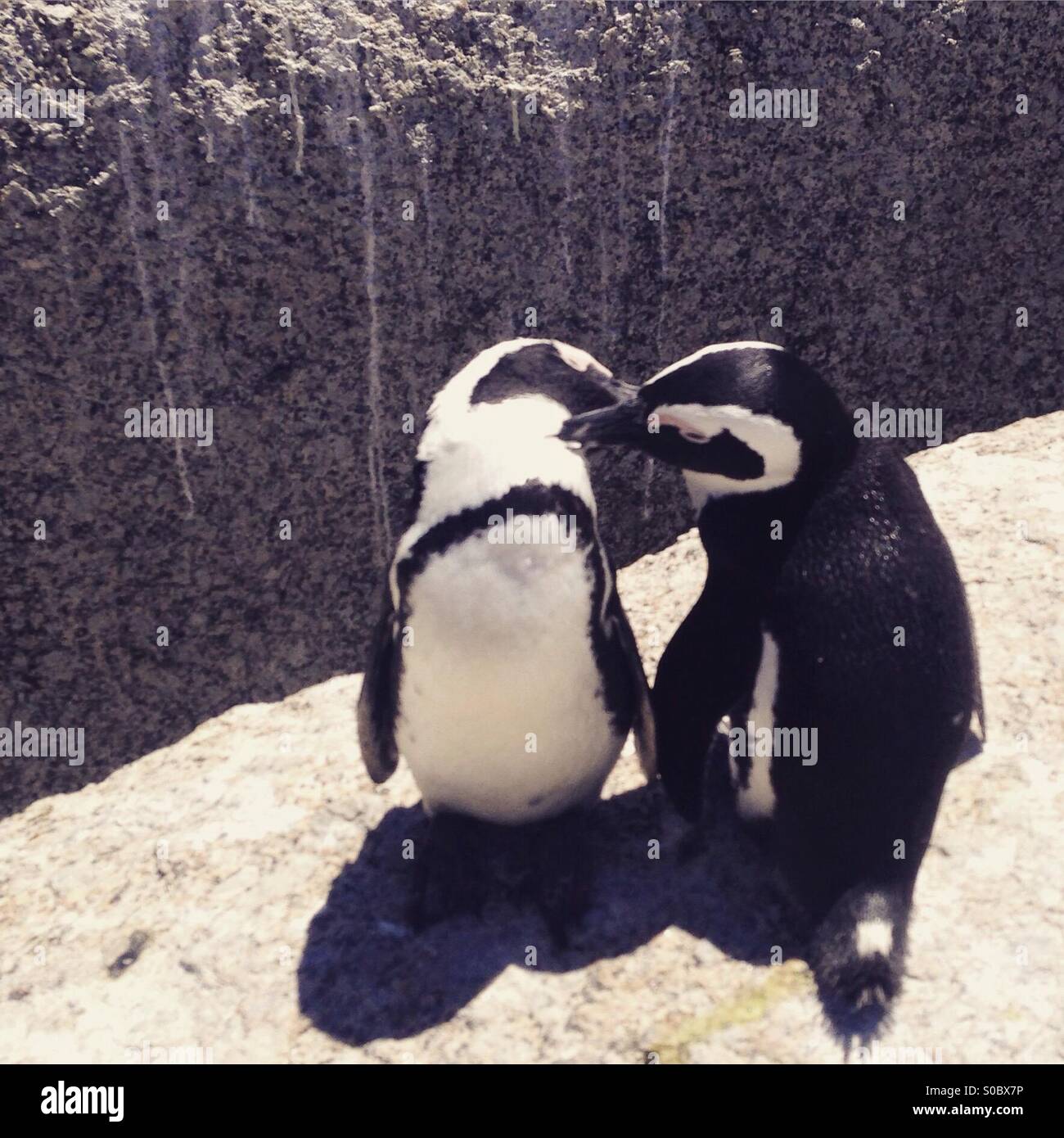 Pinguine zu küssen, auf einem Felsen Stockfoto