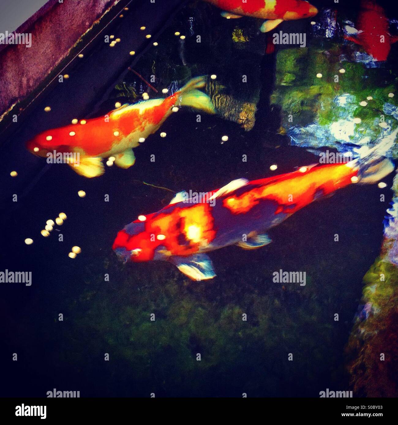 Welse im aquarium - Smartphone-aufgenommenes Stockfoto