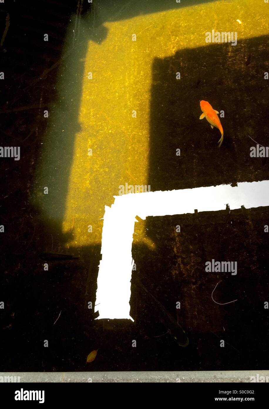 Der Goldfisch. - Smartphone-aufgenommenes Stockfoto