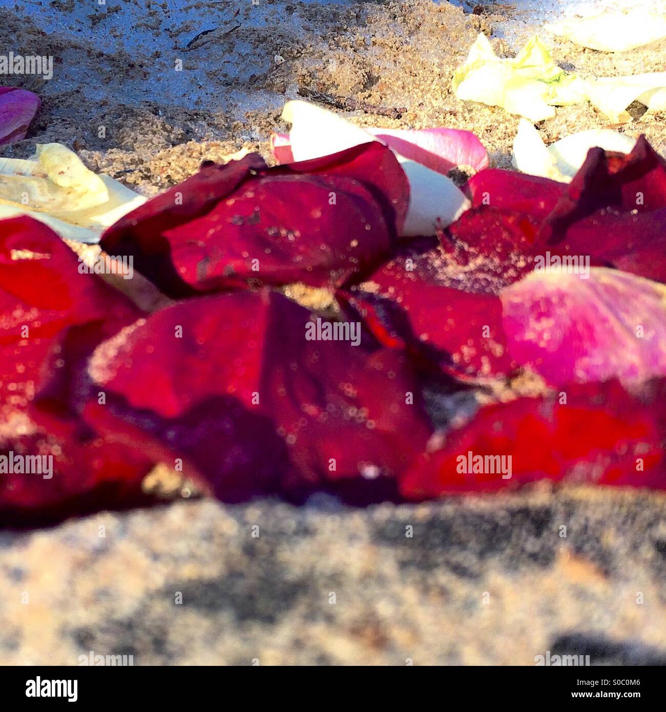 Blütenblätter, Rose, Straße, Hintergrund, Textur Stockfoto