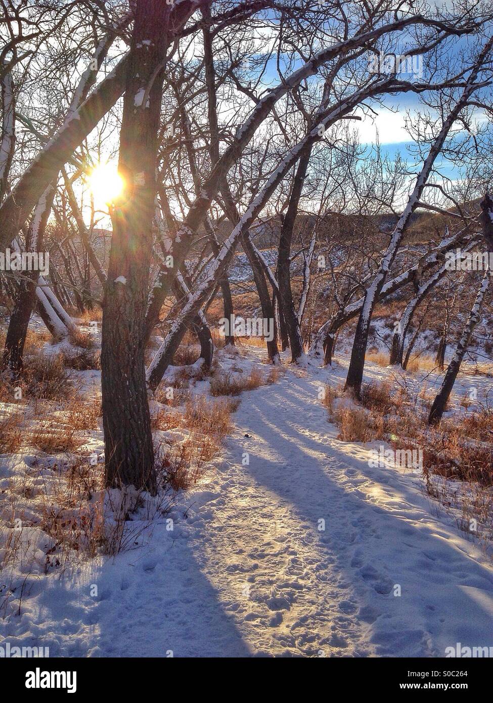 Ein Winter Spaziergang in den Wäldern, in der späten Nachmittagssonne. Glenbow Ranch Provincial Park, Alberta, Kanada. Stockfoto