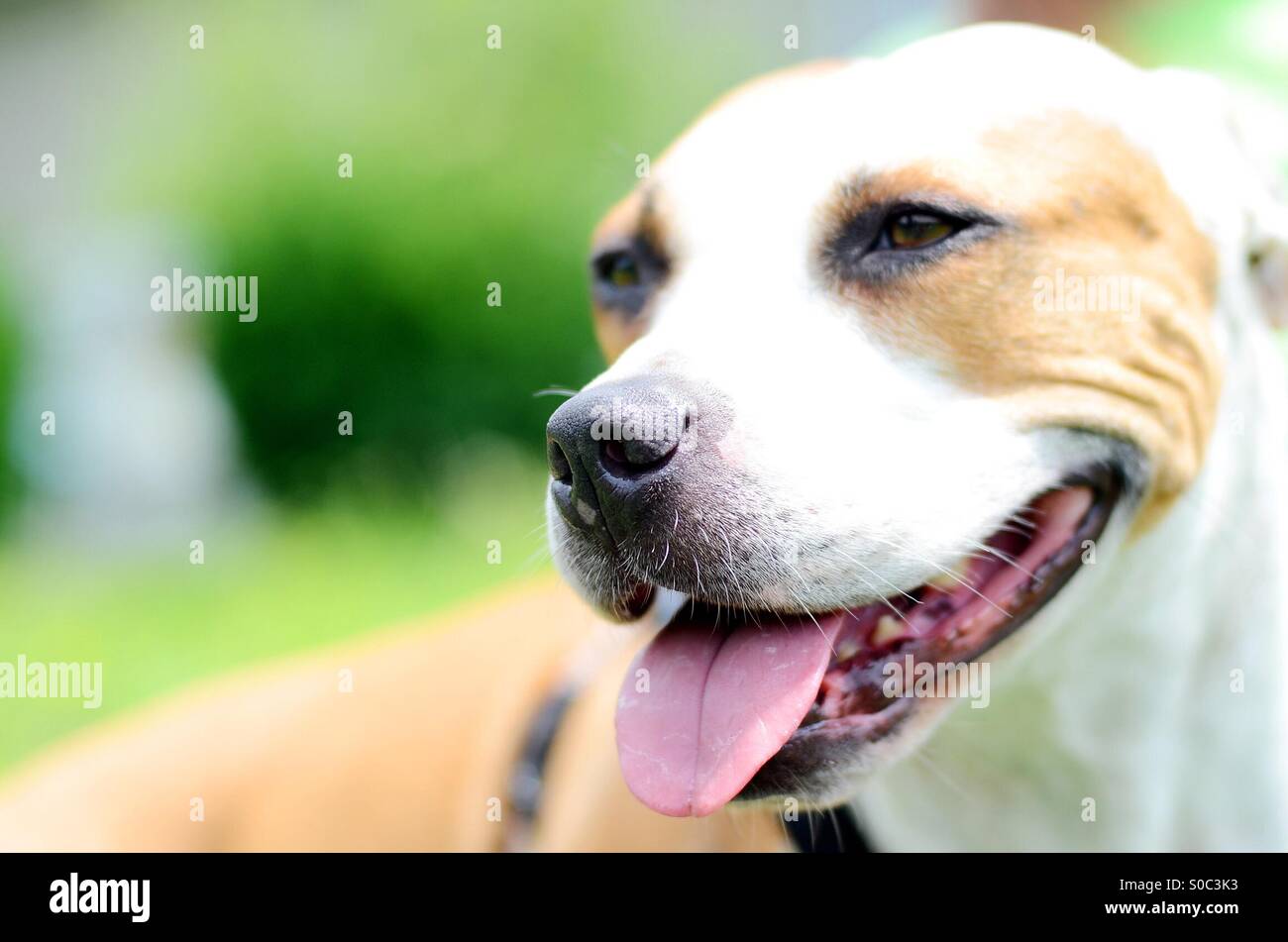 Glücklich lächelnd weiß und Tan-Hund Stockfoto