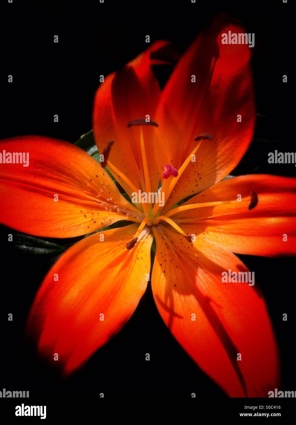 Orange Lilie Blume Stockfoto