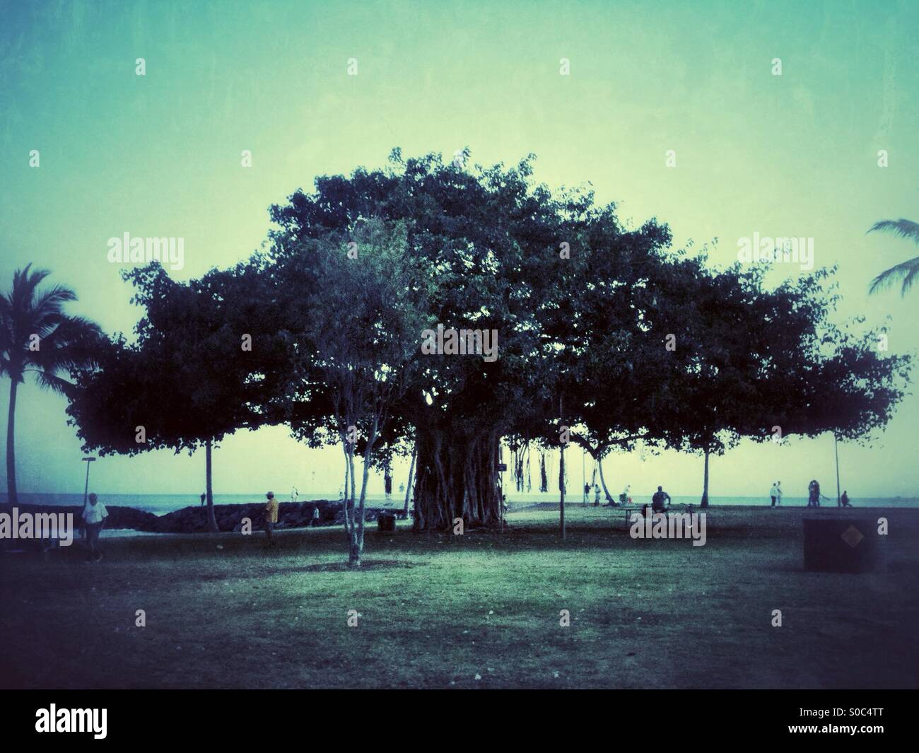 Einen sehr großen Banyan-Baum in Honolulu Hawaii Stockfoto