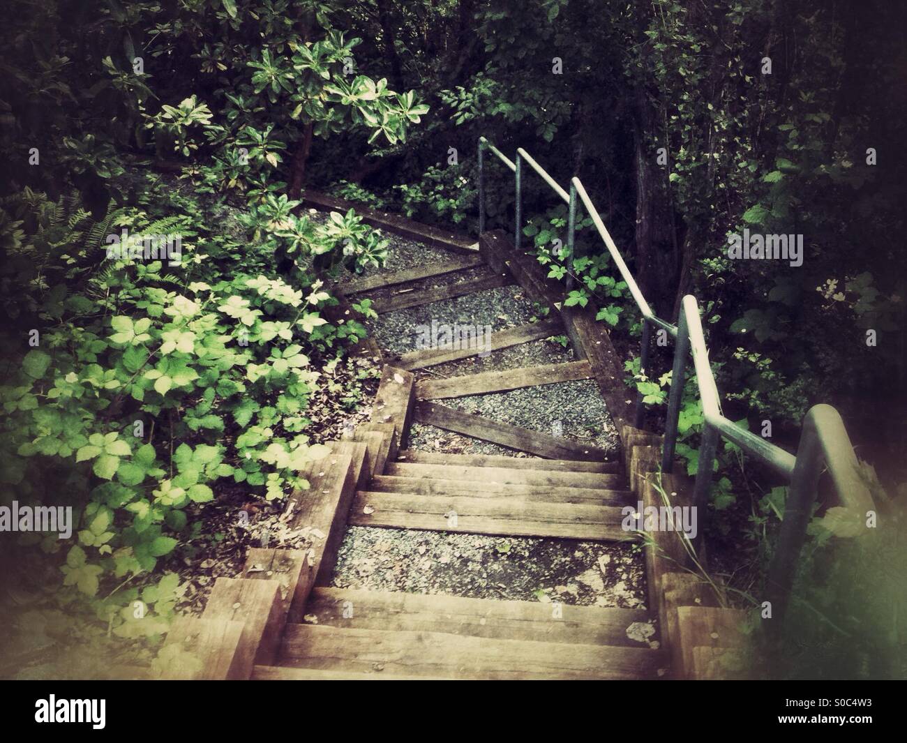 Treppen in den Wald Stockfoto