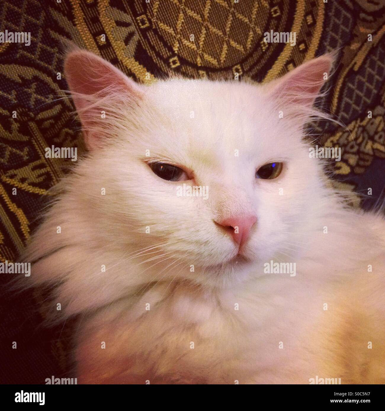 Odd eyed Angorakatze - süße weiße Katze Stockfoto