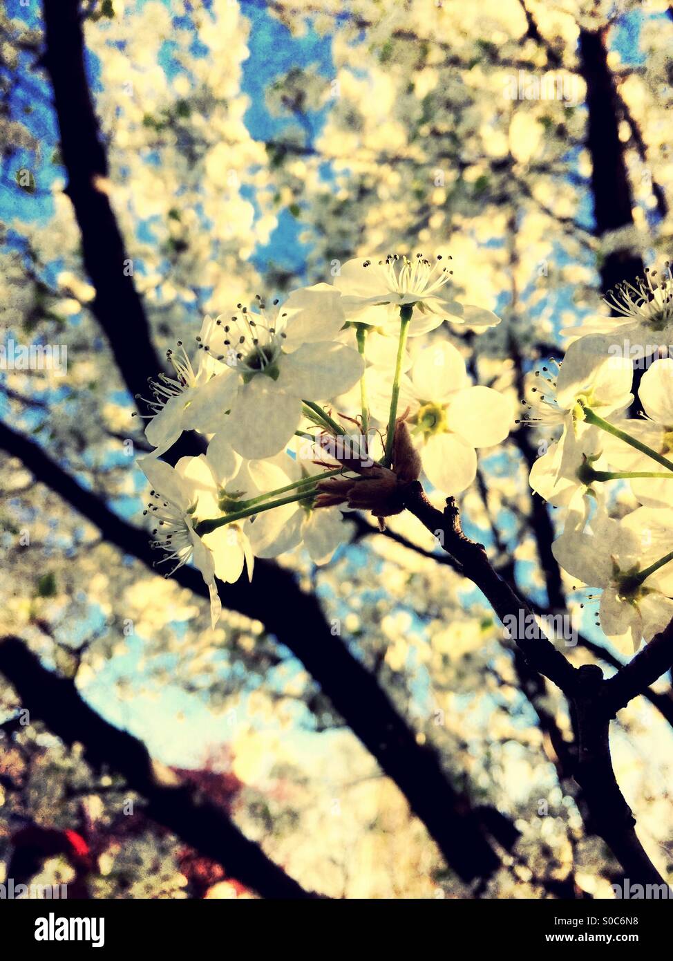 Frühlings-Blüte decken einen Baum in SaltLakeCity, Utah. Stockfoto