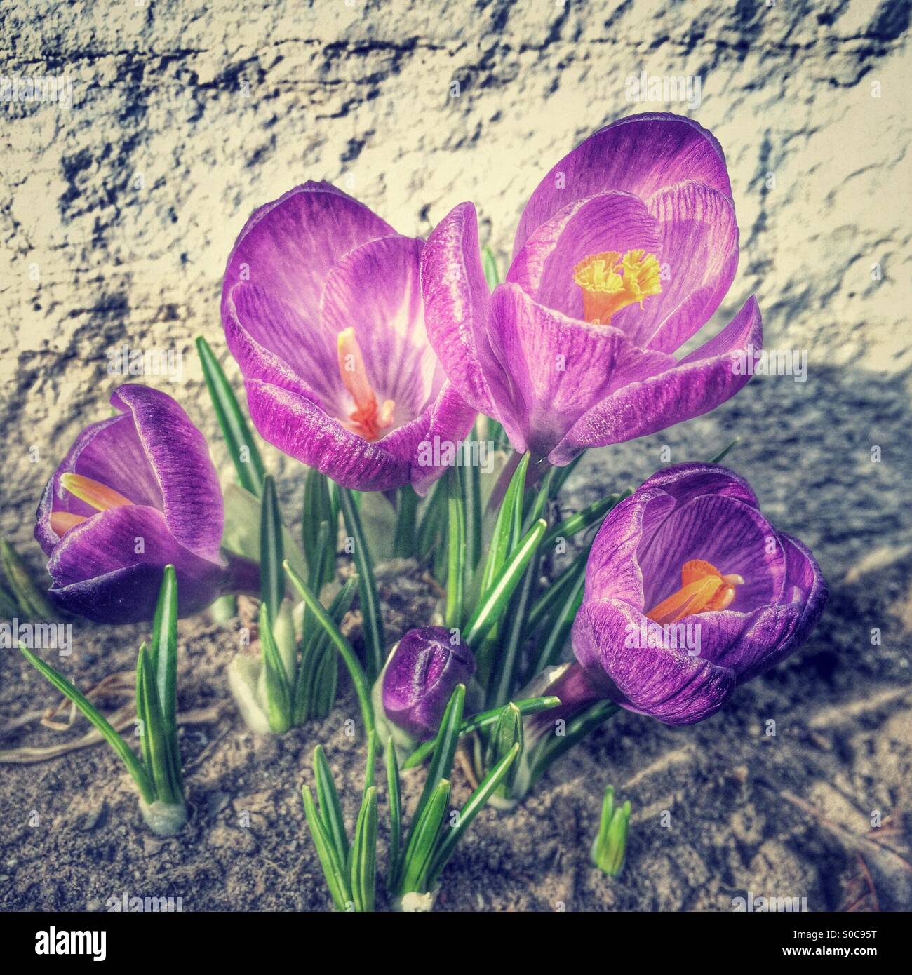 Crocus Blumenstrauß im Frühjahr Stockfoto