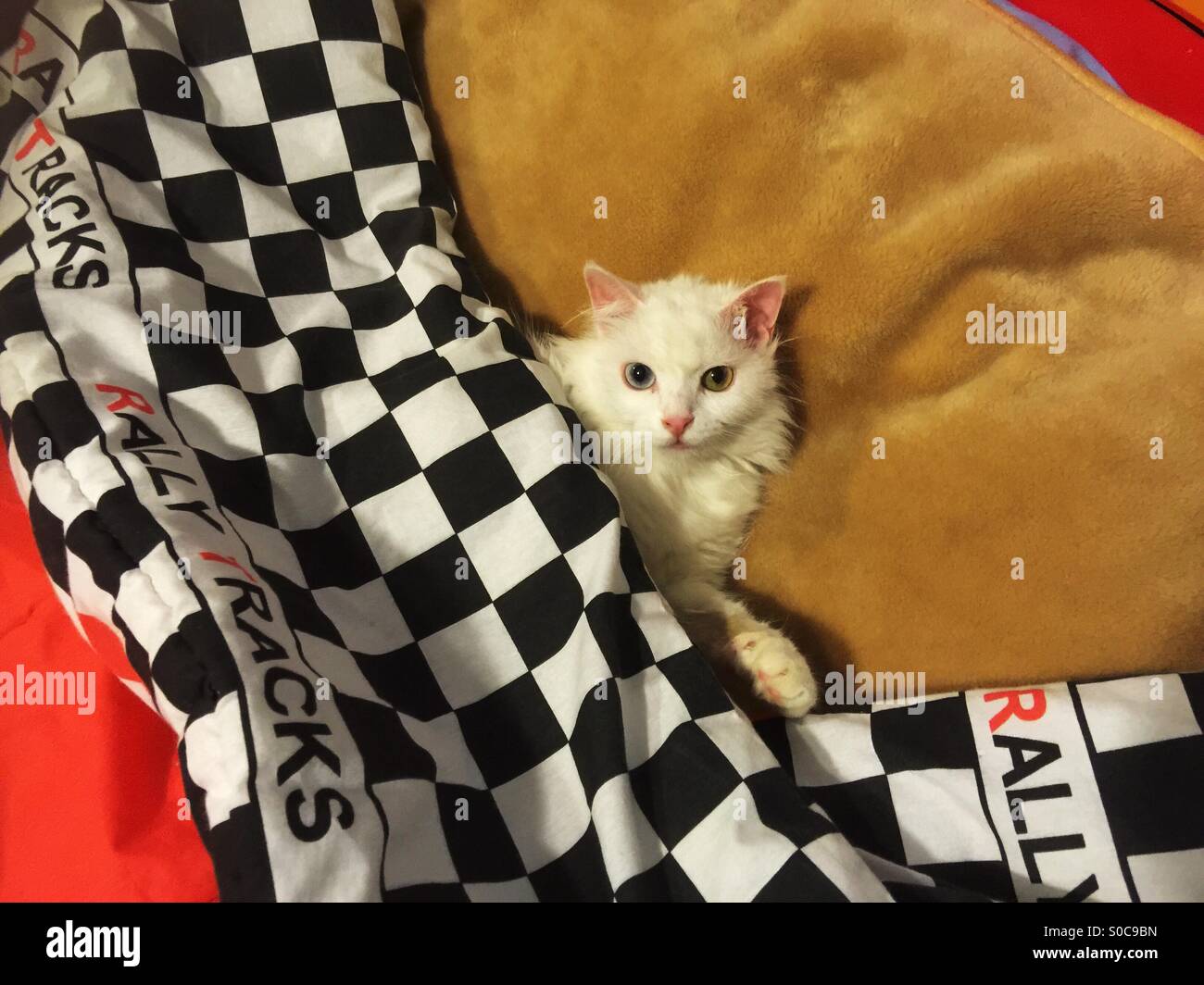 Weiße Angora Katze im Bett, bedeckt mit Rennen - ungerade eyed Stockfoto