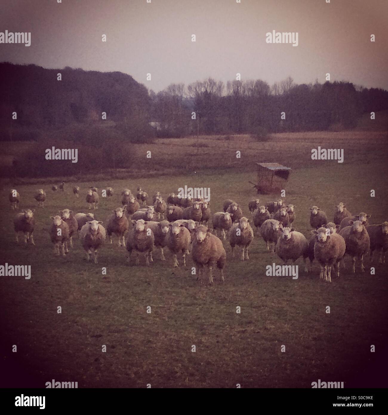 Eine Herde von Schafen, Vogesen, Lothringen, Frankreich Stockfoto
