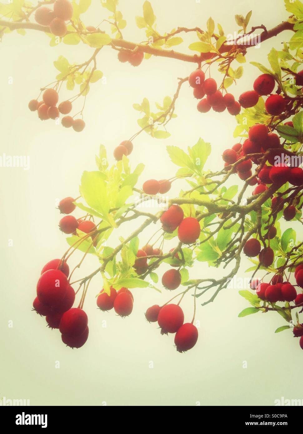 Rote Waldbeeren auf Zweigen Stockfoto