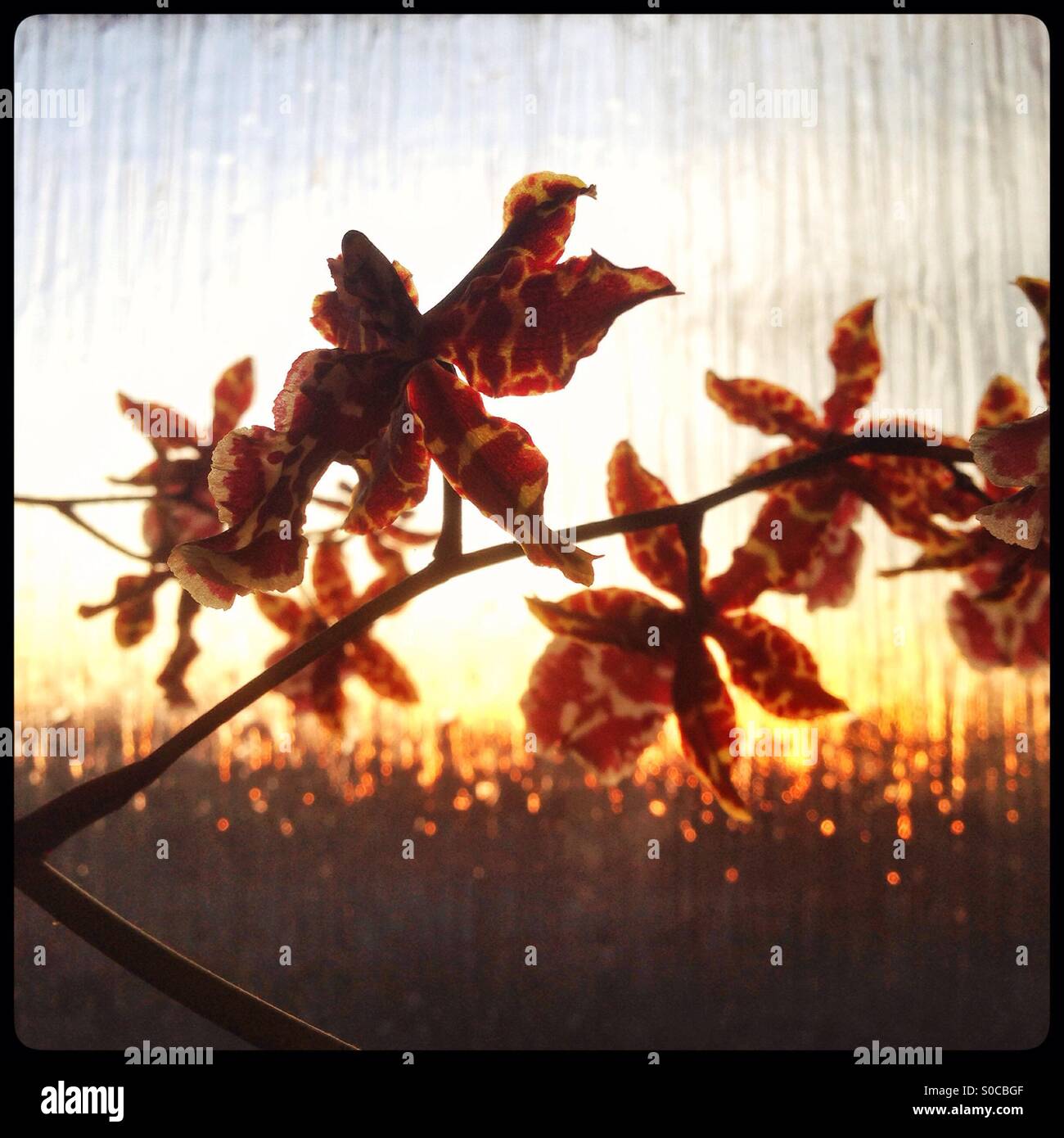 Burgunder Orchideen - Smartphone-aufgenommenes Stockfoto