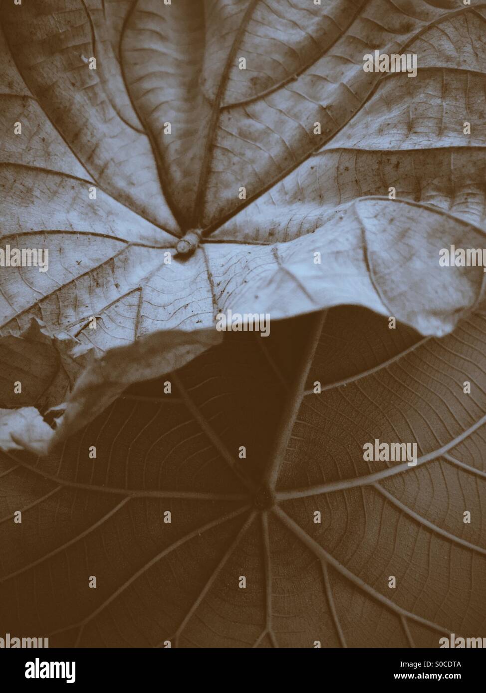 Ein Blatt des Zyklus. - Smartphone-aufgenommenes Stockfoto
