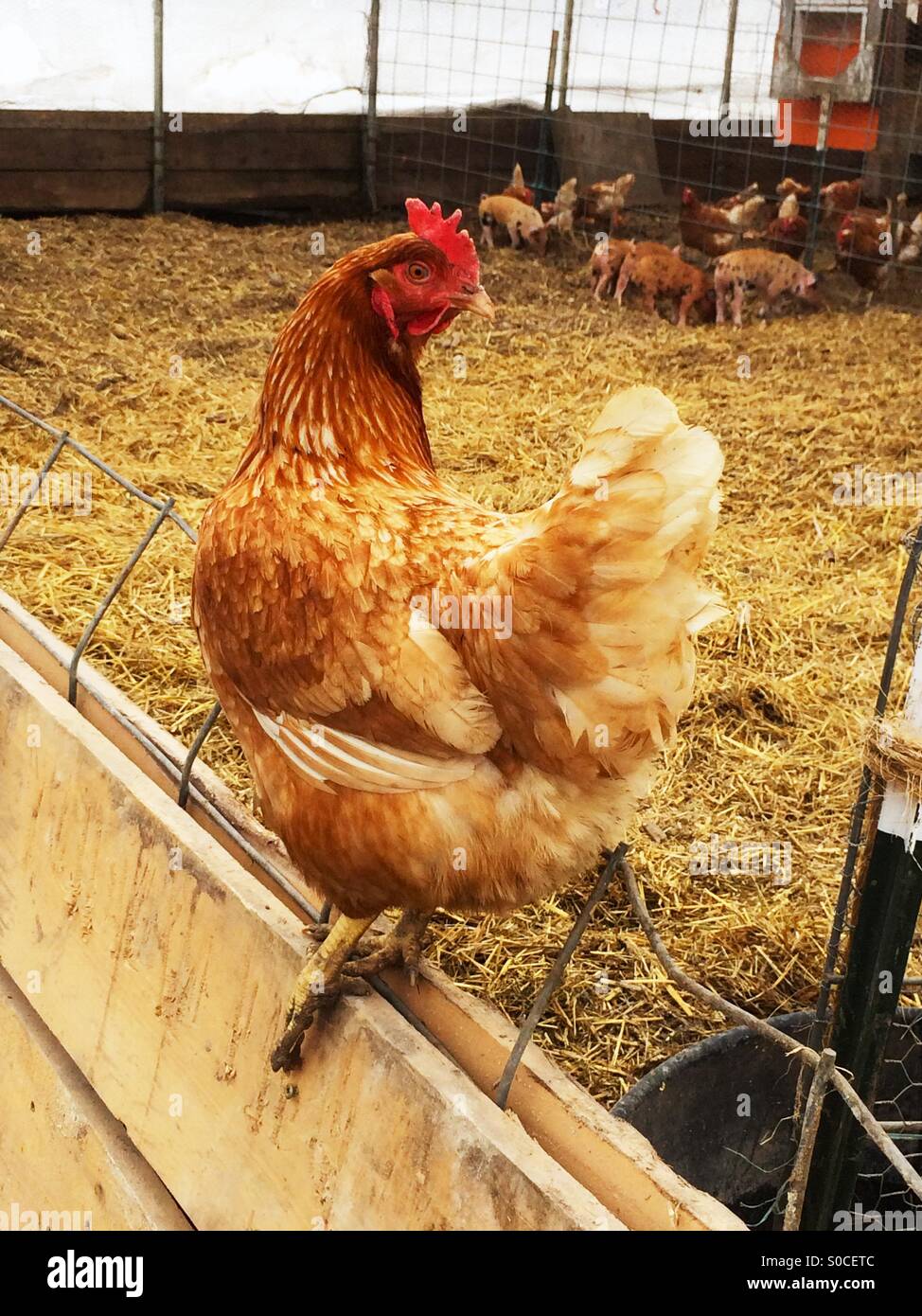 Eine Freilandhaltung Henne im Winter mit Schweinen in Great Barrington, Massachusetts, USA - Smartphone-aufgenommenes Stockfoto