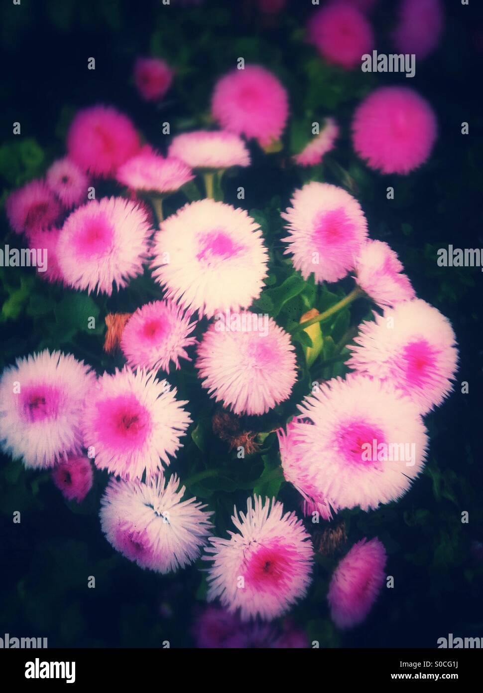 Weiß rosa Knopf Aster Blumen Stockfoto