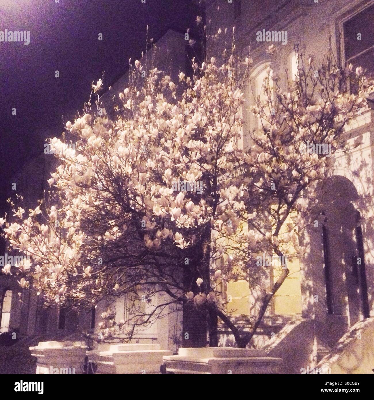 Blüte Baum in der Nacht in Nottinghill Stockfoto