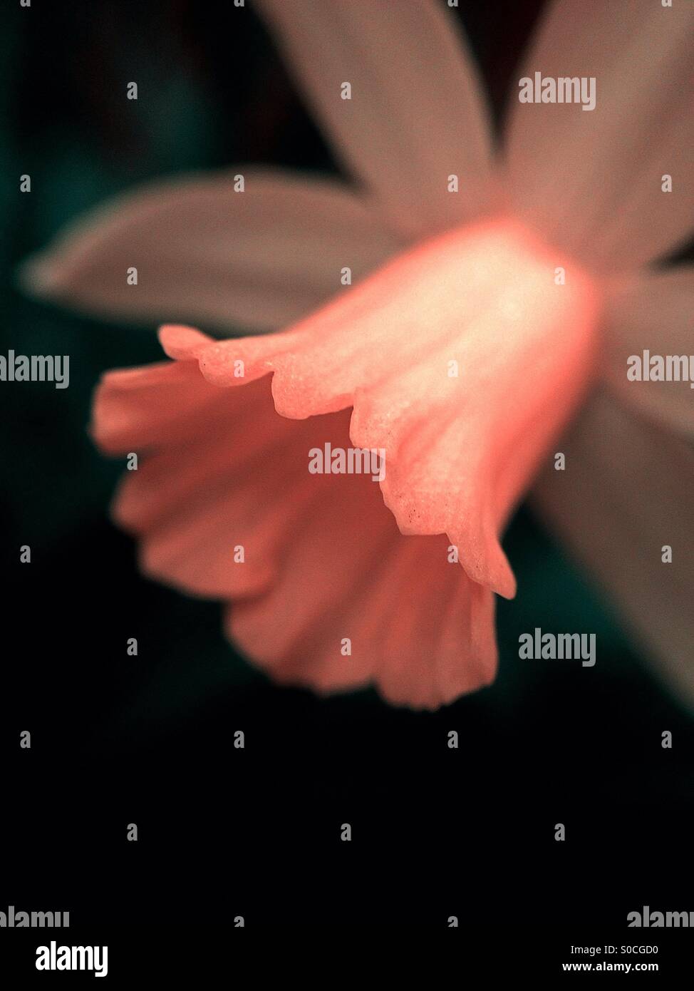 Farbwechsel auf einer Narzisse Blume - Smartphone-aufgenommenes Stockfoto