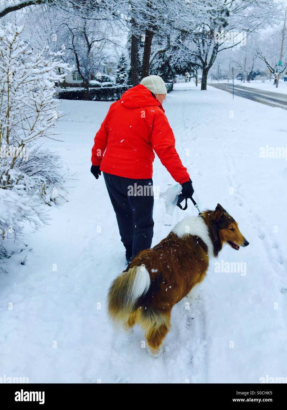 Hund und Wanderer mitten im Winter, Kanada. Eine Frau und ihr Haustier. Auf einer Spur. Im Freien. Eine Schneedecke. Täglicher Ausflug. Die Frau geht mit dem Hund Gassi. Zu jeder Jahreszeit. Stockfoto