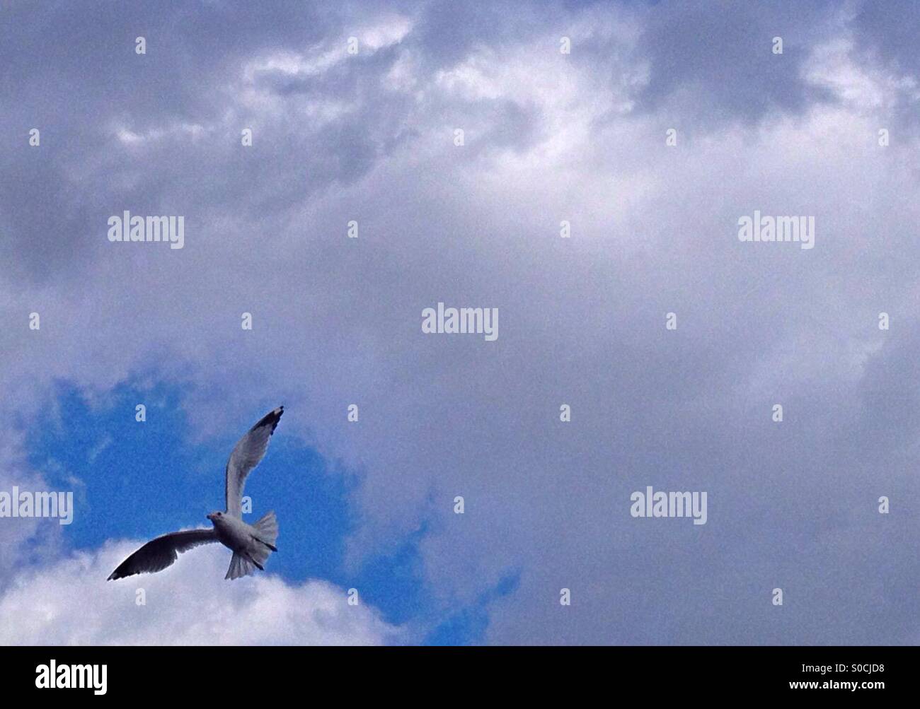 Möwe im Flug - Smartphone-aufgenommenes Stockfoto