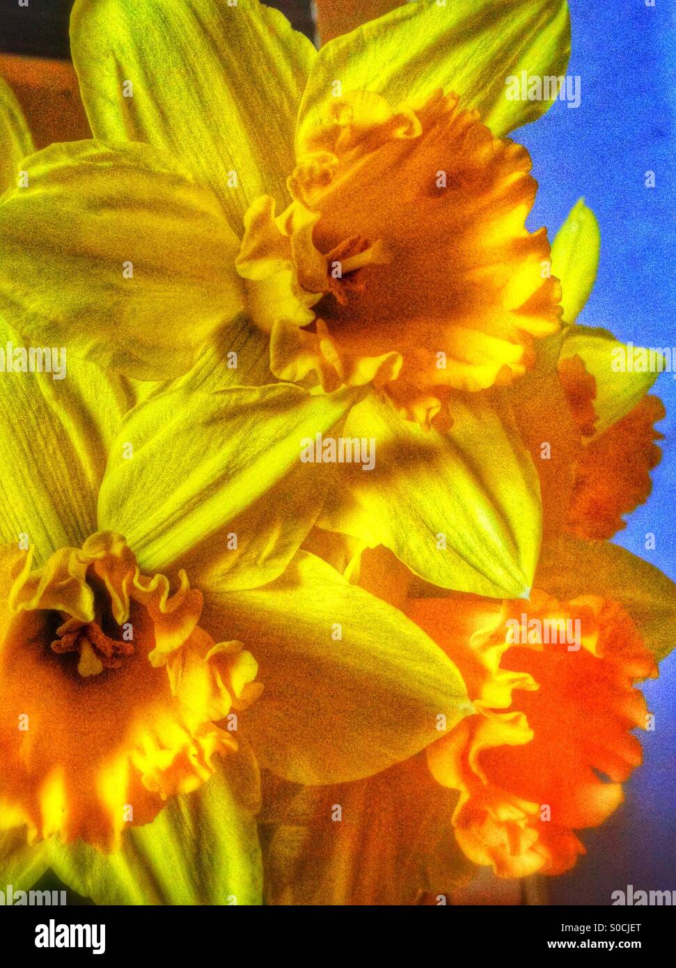 Nahaufnahme von Narzissen in einer vase - Smartphone-aufgenommenes Stockfoto