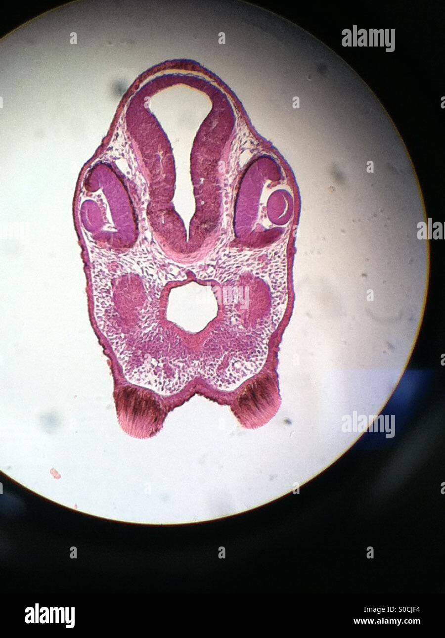 Küken-Embryos mikroskopische Folienbild. Bild vom Mikroskop genommen. Stockfoto