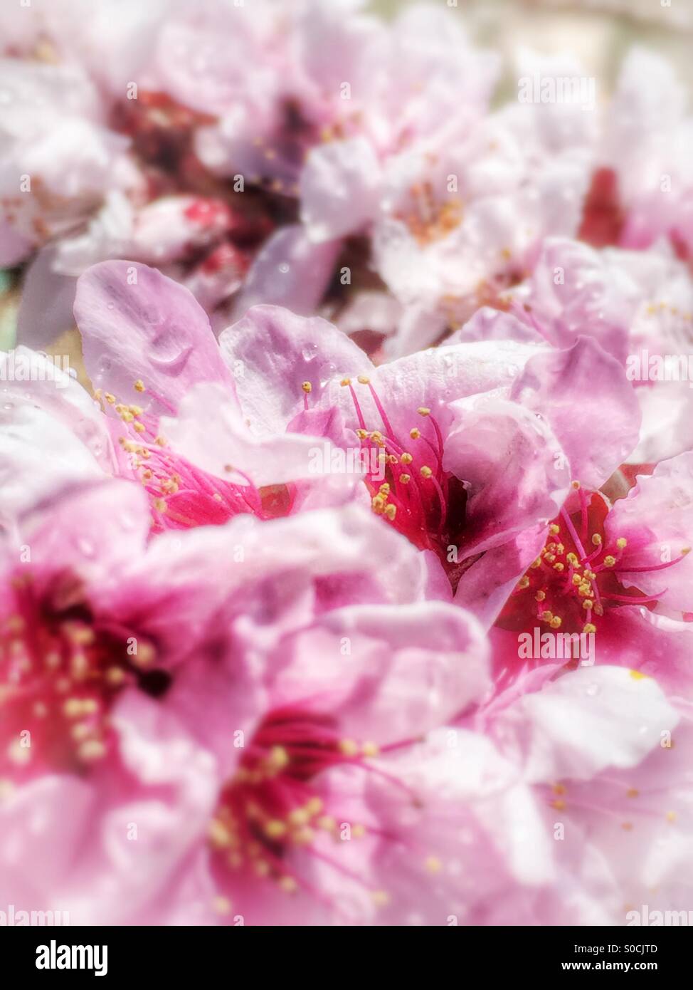 Makroaufnahme von blühenden Blüten auf einem Zwerg Pfirsich Baum - Smartphone-aufgenommenes Stockfoto