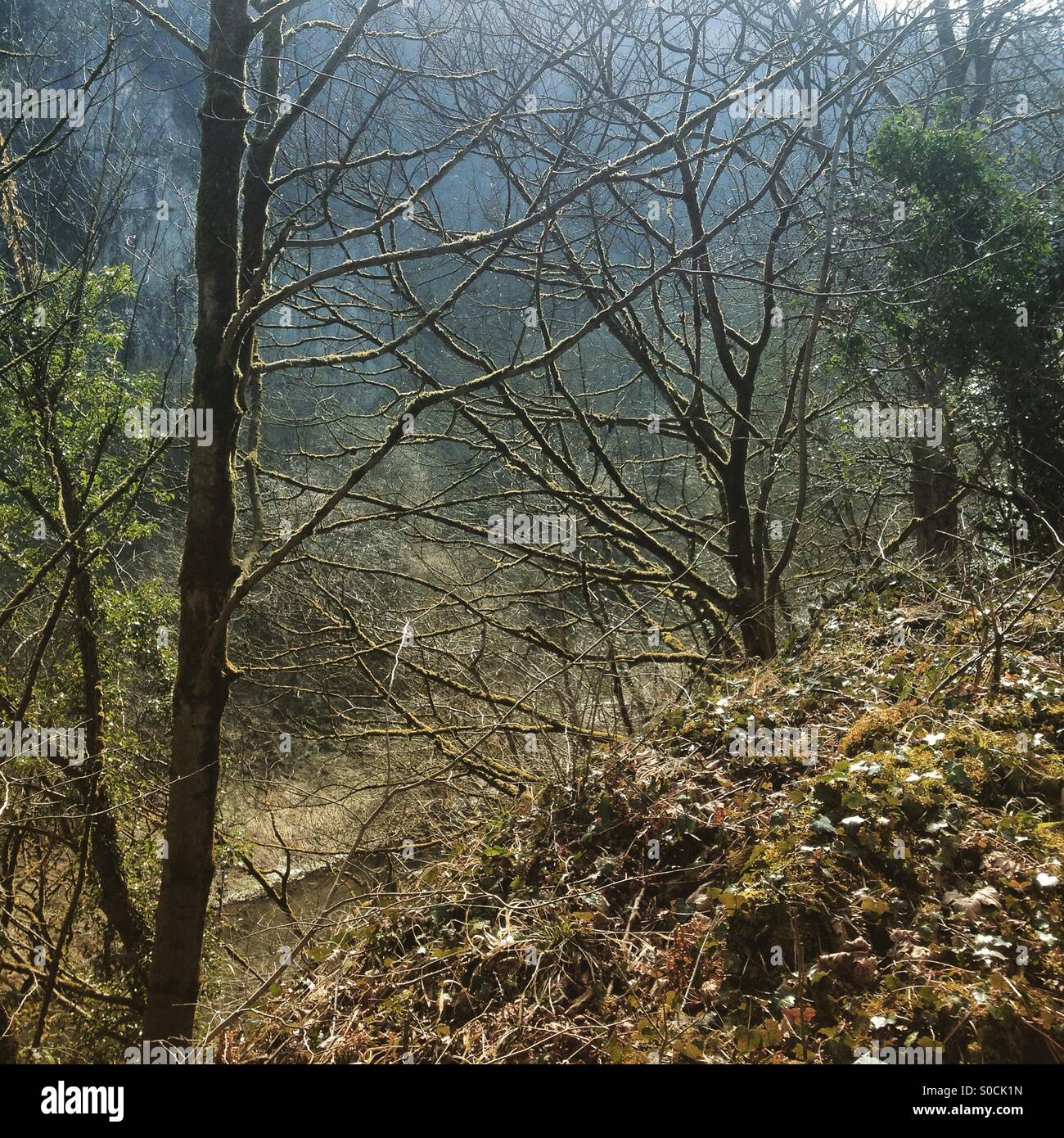 Englischen Wald Stockfoto
