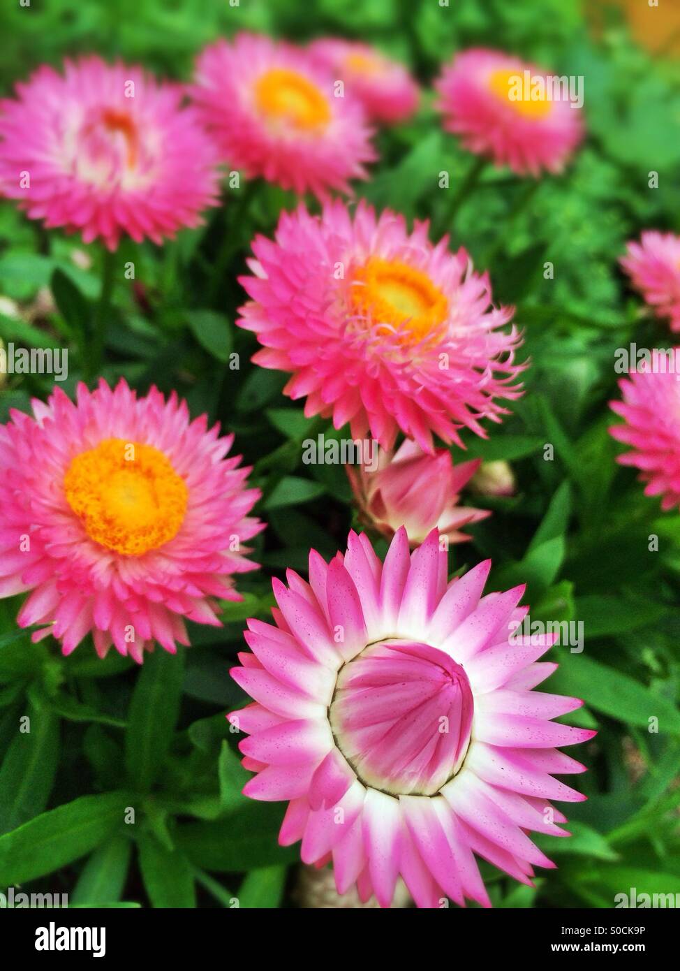 Rosa Aster Blumen Stockfoto