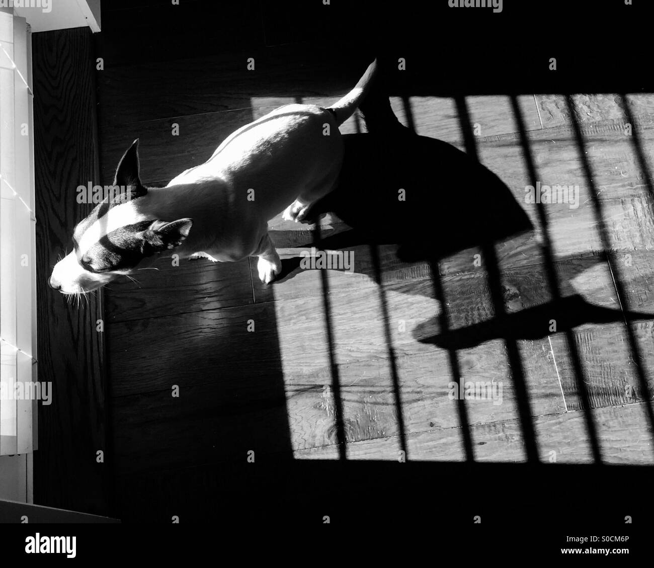 Hund und ihr Schatten. In schwarz und weiß. - Smartphone-aufgenommenes Stockfoto