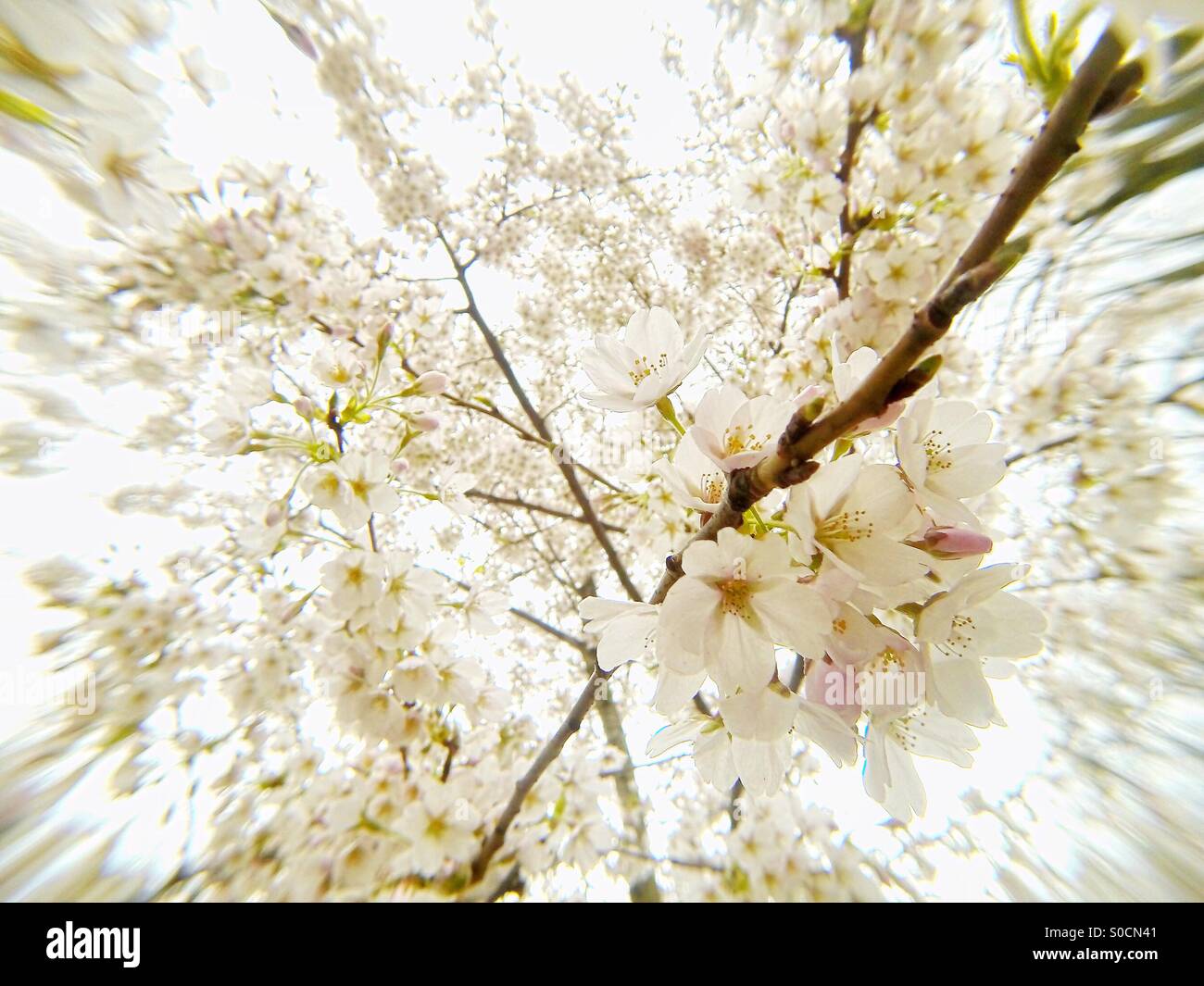 Weiße Kirschblüte im Frühling, Nahaufnahme mit einem Zoom-Burst-Effekt - Smartphone-aufgenommenes Stockfoto
